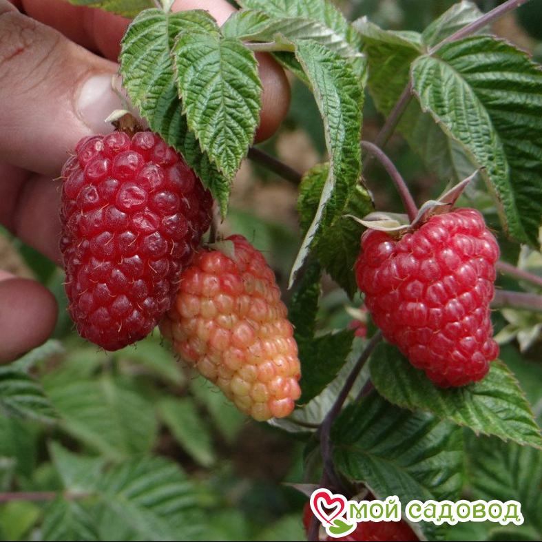 Малина ремонтантная Зюгана