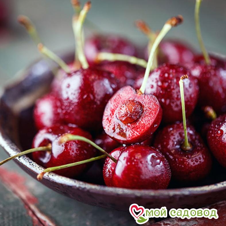 Вишня Осенняя Вировская