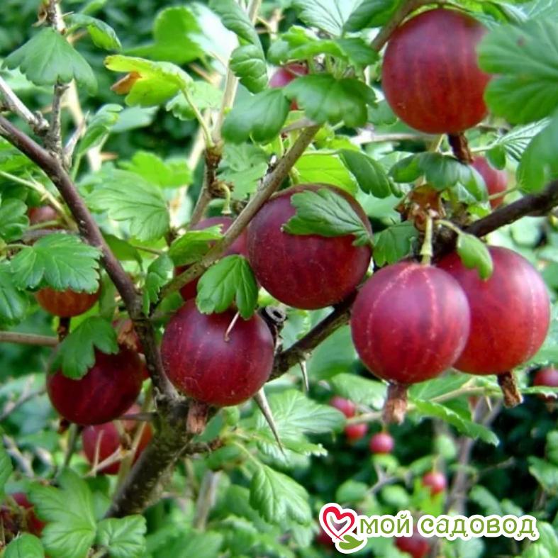 Крыжовник Десертный