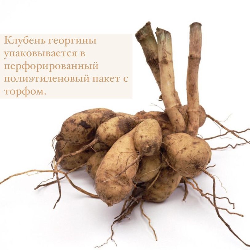 Георгина ФЛЁРЕЛЬ