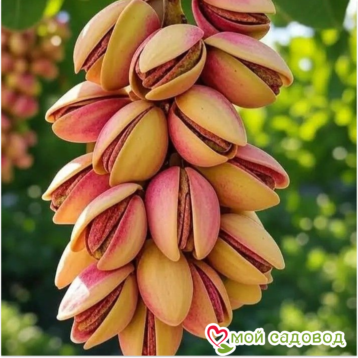 Миндаль Красный